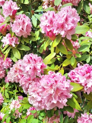 galeriedomainecorbelande7